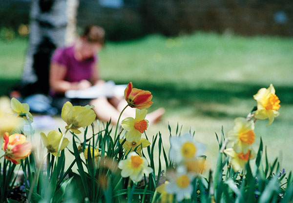 student stuying outside amongst daffodils