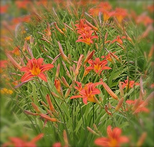 orange daylilies